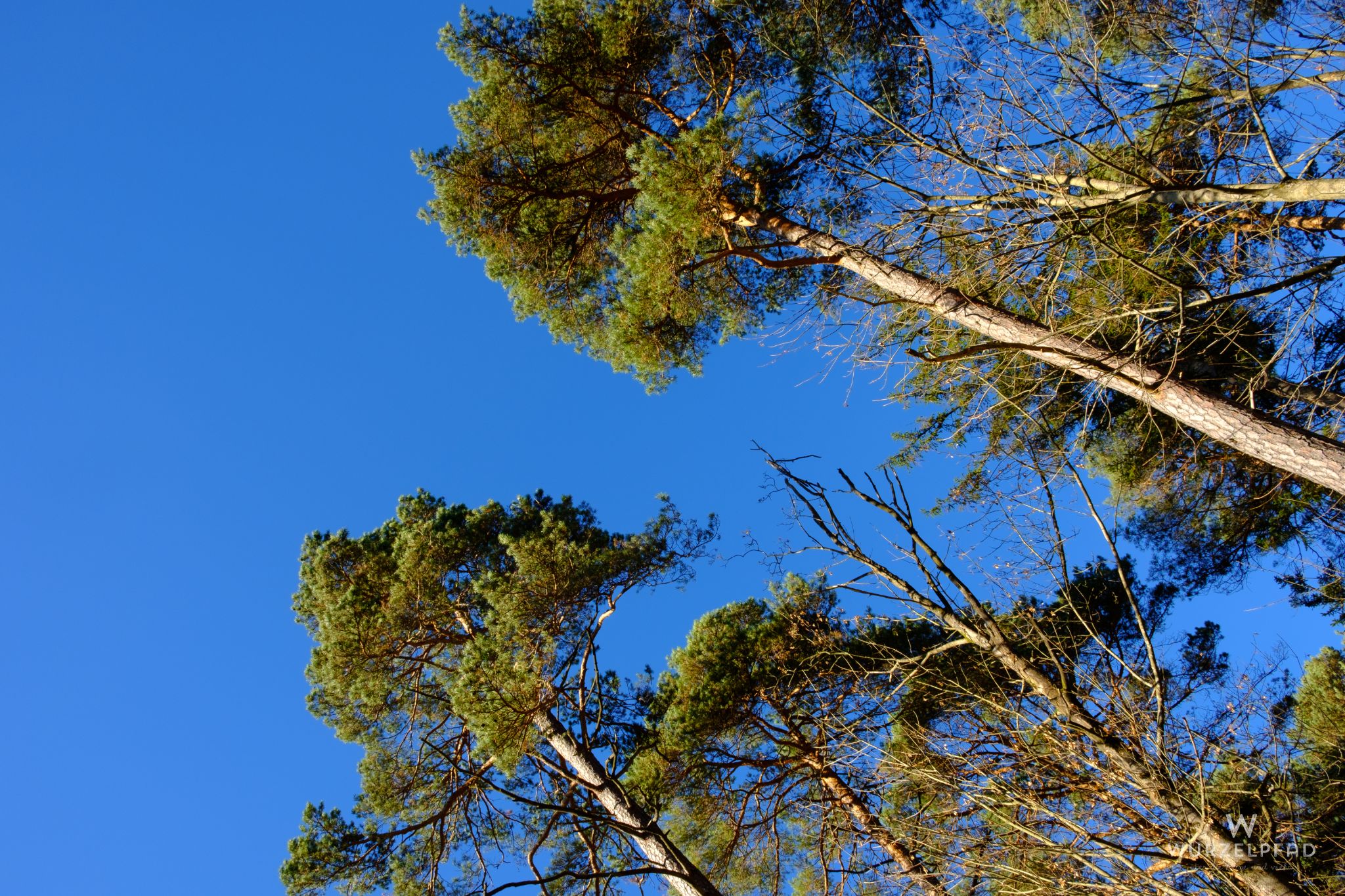 Kiefernwälder in der Pupplinger Au